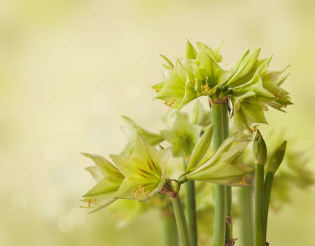 Blooming Hippeastrum (amaryllis) Diamond Group 'Green Valley' on green background. Background for calendar, postcard, banner.の写真素材