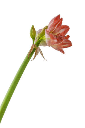 Bud of Amaryllis (Hippeastrum) Double Galaxy Group "United Glory" on a white background isolated.の写真素材