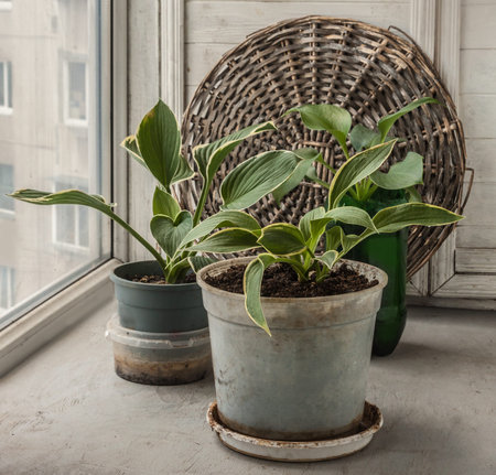Growing small hosta plants in pots before planting outdoorsの写真素材