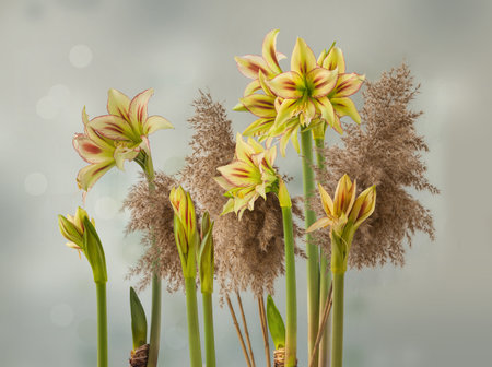 Bloom yellow and red Amaryllis (Hippeastrum) Diamond Group "Cleopatra" on grass inflorescences background. Autumn background for calendar, poster, postcard,の写真素材