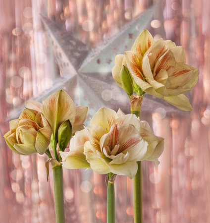 Blooming Hippeastrum (amaryllis) Double Galaxy Grp "Nymph" on the background of tinsel and a Christmas cardboard starの写真素材