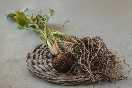 Dug up Zantedeschia tubers or calla tubers with roots at the end of the season before dormancy.の写真素材