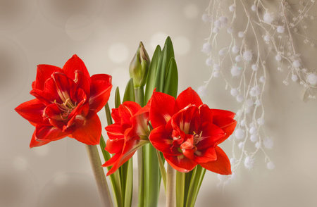 Blooming hippeastrum (amaryllis) "Happy Nymph" on gray christmas background with christmas tree decoration and bokeh. Holiday background for banner, calendar, postcard.の写真素材