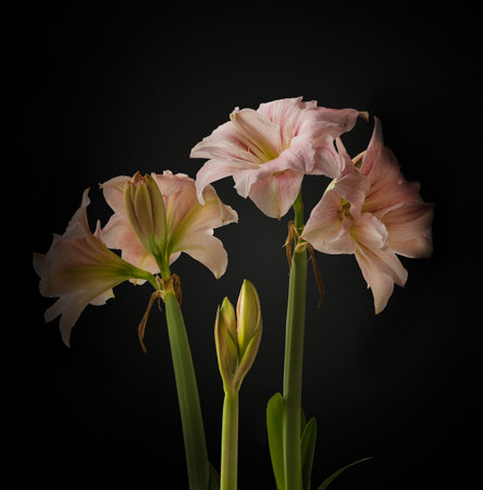 Bloom Hippeastrum (amaryllis)  Double Galaxy Grp 'Pink Glory' on a black background.の写真素材