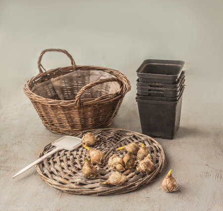 Muscari bulbs before planting for forced flowering against the backdrop of a basket, seedling pots and garden marker. Gardening hobby concept. Shallow depth of field. Focus on bulbsの写真素材