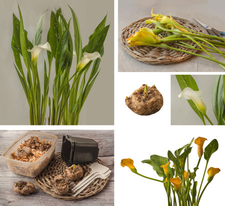 Set of vegetation callas. Calla tubers at the beginning of the growing season. Flowering and pruning. Storage during dormancy. Seasonal vegetation of calla lilies.の写真素材