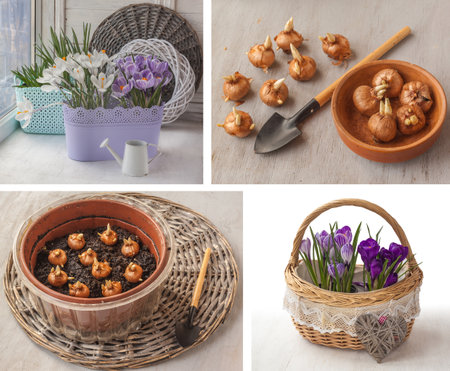 Crocus bulbs planted for forced flowering in the potの写真素材