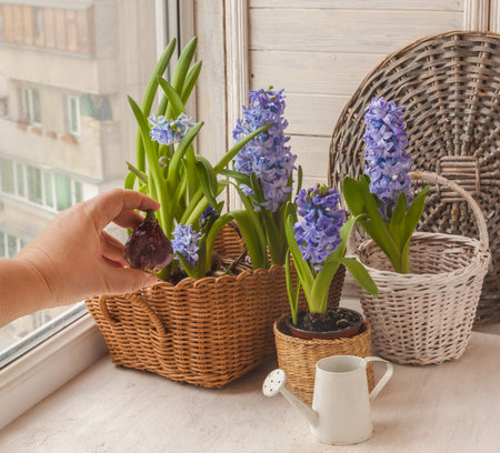 Gardener's hand holds the bulb of the hyacinth against the background of flowering hyacinths ..の写真素材