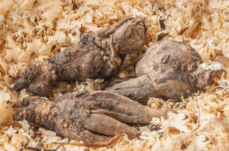 Storage of Incarvillea roots in sawdust during winter. top view.の写真素材