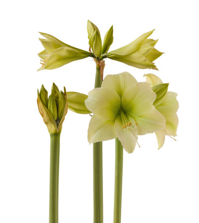 Blooming Hippeastrum (amaryllis) "'Northpole'" Diamond Group on white background isolatedの写真素材