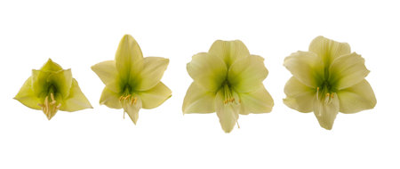 Stages of blooming a flower of hippeastrum (amaryllis) variety "North Pole" Diamond group isolated on white backgroundの写真素材