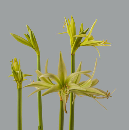 Bloom Hippeastrum (amarillis) green Spider Group "'Evergreen" on a gray background isolated.の写真素材