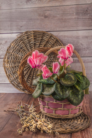 Pink cyclamen in basket and a bouquet of willow on a wooden backgroundの写真素材