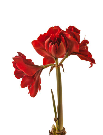 Blooming Hippeastrum (amaryllis) "Red Torro" Galaxy Double Group on white background isolatedの写真素材