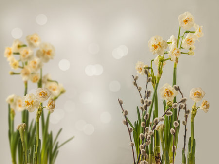 Flowering double white daffodil Bridal Crown and willow branches on gray background. Spring background for the holidays for advertising, banner, calendarの写真素材