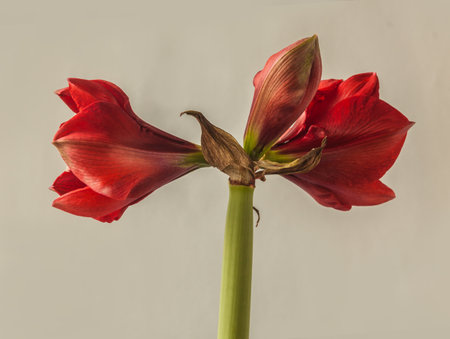 Bud dark red Hippeastrum (amaryllis) "Velvet Nymph" Galaxy Group on gray background isolatedの写真素材