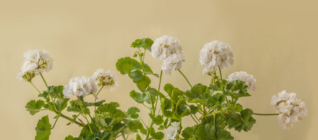 Flowering white Pelargonium zonal series Castello variety "Isabella" on a green background. Beautiful white Pelargonium panorama in summerの写真素材