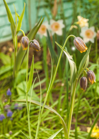 Blooming fritillaria, daffodils, muscari in the spring garden. Selective focus.の写真素材
