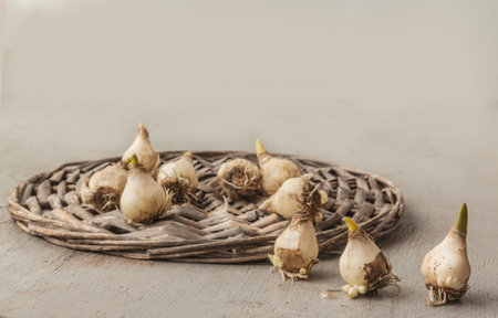 Bulbs of grape hyacinth or Muscari against the background of a basket on a gray table. Selective...