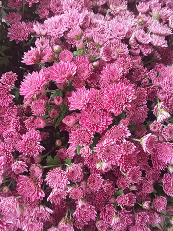 Close up of beautiful pink small-flowered Korean chrysanthemum background Floral background of pink...