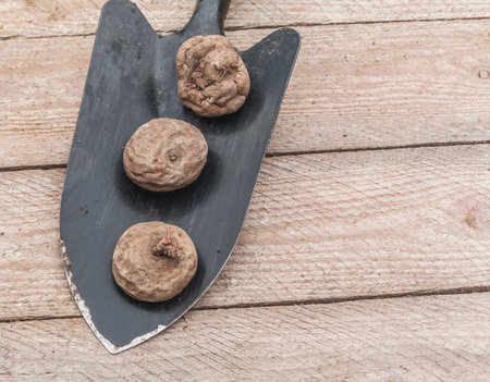 Bulbs Cyclamen courm or Cyclamen kuznetzovii, or eastern sowbread on garden table before planting in the fall. Flat lay.の写真素材