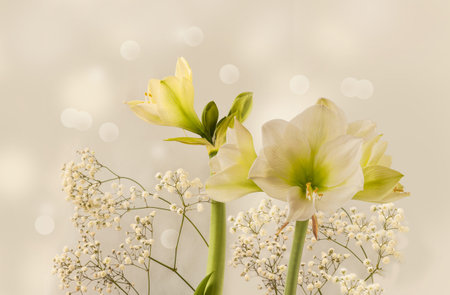 Bloom white hippeastrum (amaryllis) Siberia and double Gypsophila on a gray background. Background...