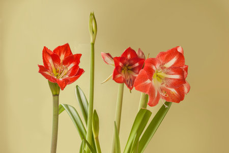 Close up of emerging bud of Amaryllis (Hippeastrum) Galaxy Group "Minerva" on gold backgroundの写真素材
