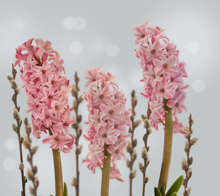 Delicate pink hyacinths and willow branches. on a pastel background. Background for congratulationsの写真素材