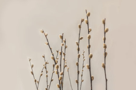 Willow branches with fluffy gray buds on a gray background. Easter and spring concept.の写真素材
