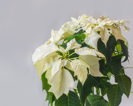 Beautiful white Poinsettia (Euphorbia pulcherrima) on a gray backgroundの写真素材