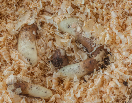 Storage of Gloriosa rhizomes in sawdust in winter season.の写真素材