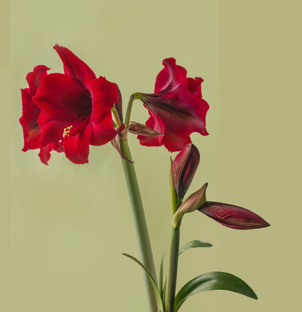 Bloom dark-red Hippeastrum (amaryllis) Galaxy group 'Arabian night' on green backgroundの写真素材