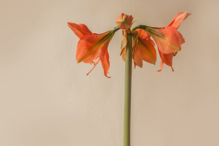 Close up of emerging bud of Amaryllis Hippeastrum Galaxy Group "Rilona" on gray backgroundの写真素材