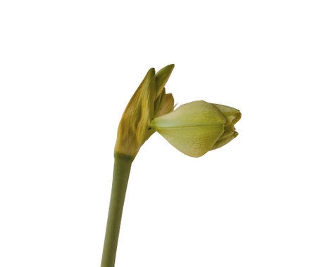 Bud hippeastrum (amaryllis) yellow Galaxy Group "Fantasy" on a white background isolatedの写真素材
