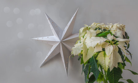 Beautiful white Poinsettia (Euphorbia pulcherrima) and paper lightning lantern in star form,...