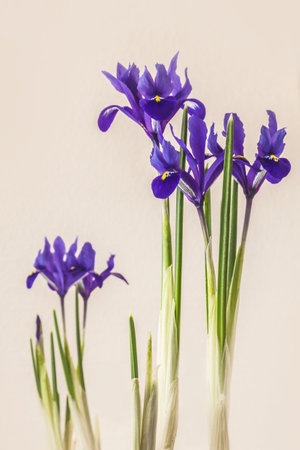 Iridodictyum or iris reticulata or netted iris flowering on gray backgroundの写真素材