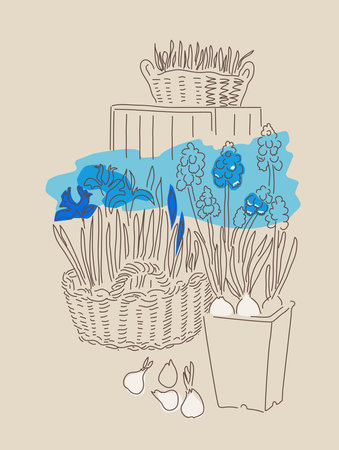 Vector illustration of blooming muscari and bulbous irises in a basket. Stylization of a drawing with one line and a spot of color.のイラスト素材