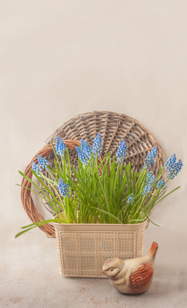 Blooming blue Muscari (grape hyacinth) "Atlantic" in basket and bird figurine (mass production) on gray background. Background for calendar, advertising banner, story for social networks. Place for textの写真素材