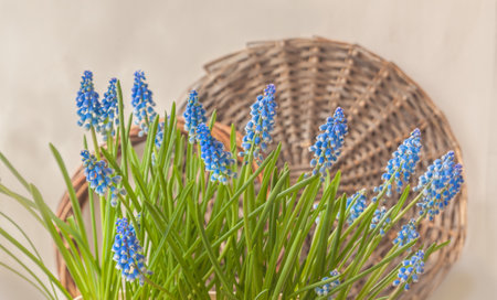 Blooming blue Muscari (grape hyacinth) "Atlantic" in basketon gray background. Background for calendar, advertising banner, story for social networks.の写真素材
