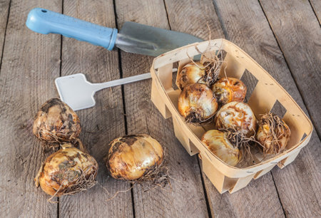 Camassia bulbs in basket before planting in the fall. Autumn planting of camassia bulbs in the gardenの写真素材