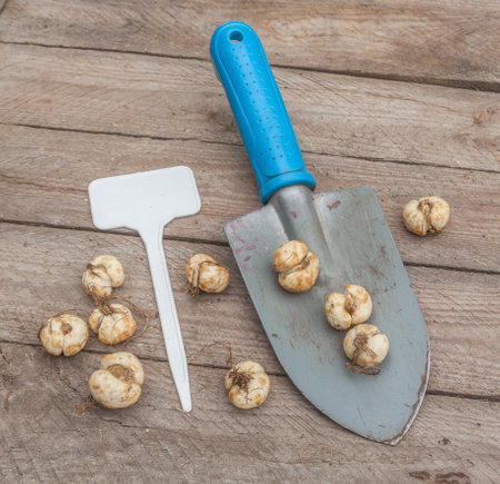 Fritillaria meleagris bulbs next to a garden sign on the tableの写真素材