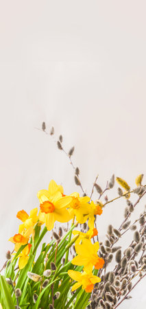 Yellow daffodil and willow branches with buds on a gray background. Background for banner, postcard, calendar for spring holidays.の写真素材