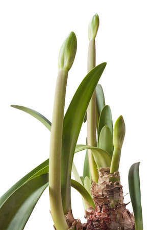 Bloom orange and white Amaryllis (Hippeastrum) Colibri Group "Mini Star" on white background isolatedの写真素材