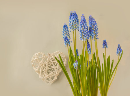 Background for calendar, banner, postcard with vintage heart and blossom blue and white muscariの写真素材