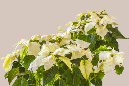 Beautiful white Poinsettia (Euphorbia pulcherrima) on a gray backgroundの写真素材