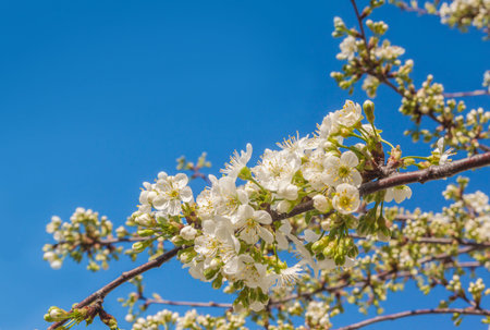 Blooming cherry branch against the sky. Background for a calendar, postcard, banner, post on social...