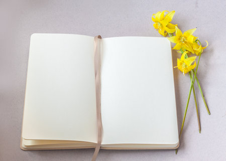 Erythronium 'Pagoda', or fawn lily, trout lily, dog's-tooth violet or adder's tongue, on open sketchbook with a blank page on a gray table.の写真素材