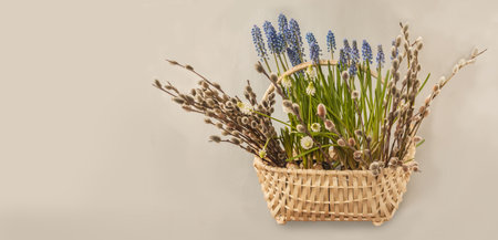 Basket with blooming blue and white muscari, willow branches on a gray background. Background for calendar, banner, postcard, social networks. Place for textの写真素材
