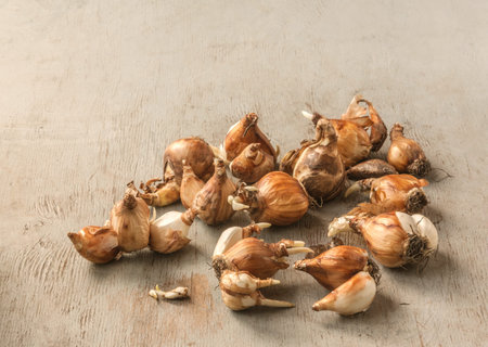 Daffodil bulbs on a gray table before planting in the garden in autumn
