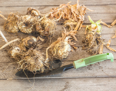 Dug up fritillaria Persica bulbs after the end of the growing season and garden shovel on a wooden table. Top viewの写真素材
